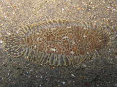 Liachirus melanospilos