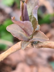 Lonicera caprifolium