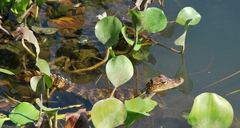 Caiman crocodilus fuscus