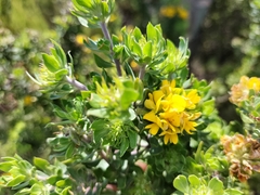 Aspalathus securifolia