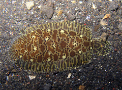 Liachirus melanospilos