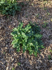 Arum italicum italicum