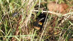 Bombus terrestris audax