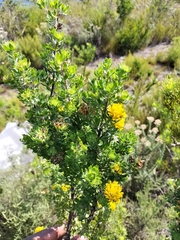 Aspalathus securifolia