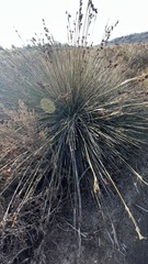 Juncus acutus leopoldii