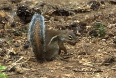Euxerus erythropus