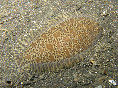 Liachirus melanospilos