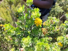 Aspalathus securifolia