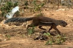 Euxerus erythropus