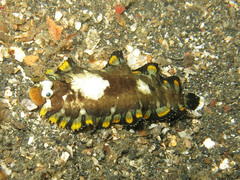 Liachirus melanospilos