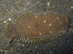 Liachirus melanospilos