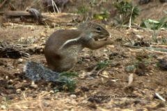 Euxerus erythropus