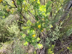 Aspalathus securifolia