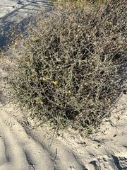 Bahiopsis microphylla