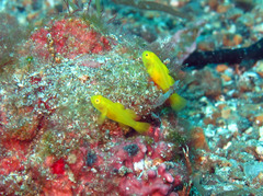 Lubricogobius exiguus
