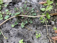 Hydrocotyle umbellata