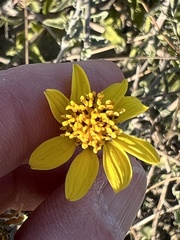 Bahiopsis microphylla