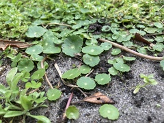 Hydrocotyle umbellata