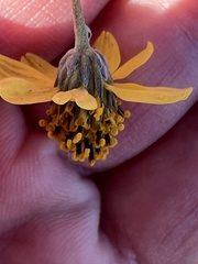 Bahiopsis microphylla