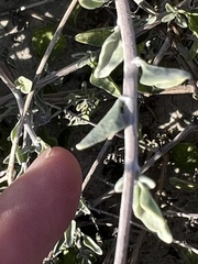 Bahiopsis microphylla