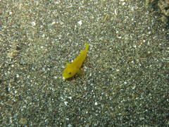 Lubricogobius exiguus