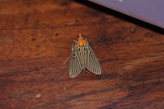 Tyspanodes flavolimbalis
