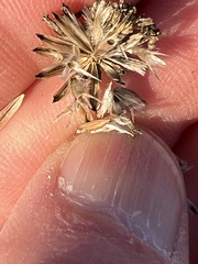 Bahiopsis microphylla