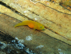 Lubricogobius exiguus