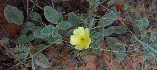 puncture vine