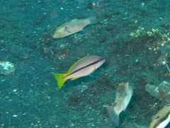 Lutjanus vitta