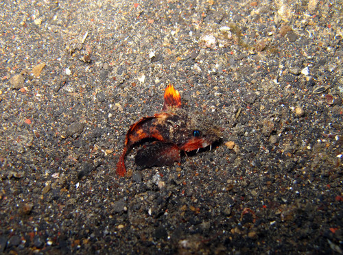 Painted stinger (Minous pictus) — Synanceiidae — 4