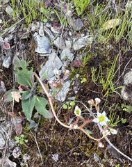 Micranthes californica