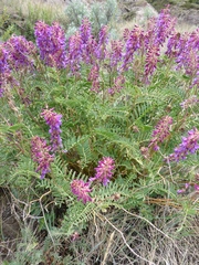 Astragalus bisulcatus