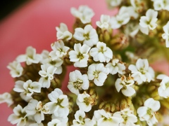 Achillea odorata