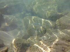 Caranx
