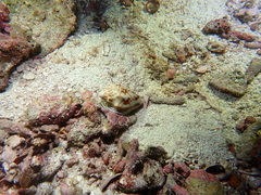 Cymbiola vespertilio