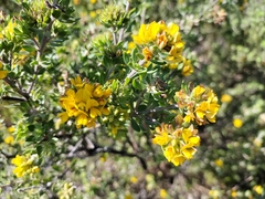 Aspalathus securifolia