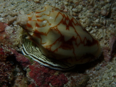 Cymbiola vespertilio