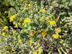 Aspalathus securifolia