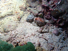 Lyncina vitellus