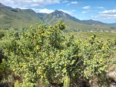 Aspalathus securifolia