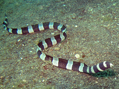 Myrichthys colubrinus