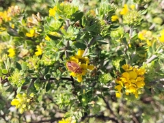 Aspalathus securifolia