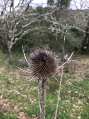 Dipsacus comosus