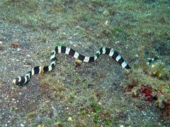 Myrichthys colubrinus