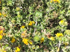 Aspalathus securifolia