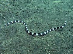 Myrichthys colubrinus