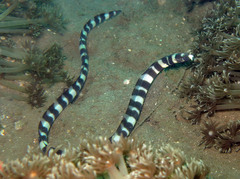 Myrichthys colubrinus
