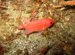 Myripristis hexagona