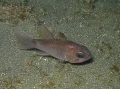 Nectamia fusca